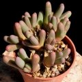 Argyroderma fissum, HH5013, Vredendal, South Africa.