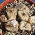 Tetragonum sleeping!!!