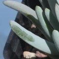 The blue wax can be easily rubbed-off with a finger.