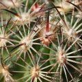 Juvenile spines.