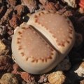 Locality: Opdam (pale milky orange - Mesa garden 1621.018)