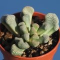 Titanopsis primosii ex Storms (MG 1874.9)