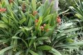 Fruiting habit.