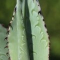 Undulations on the leaf or 