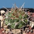 Gymnocalycium ferox v. ferocior VS925 Aguas de Ramon, Cordoba