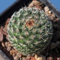 REP1064 (Collector: Werner Reppenhagen) La Jolla, Cerro Cuervo, San Luis Potosí, Mexico, 2150 m a.s.l.