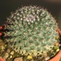 SB11 (Collector: Steven Brack) Salinas, San Luis Potosi, Mexico