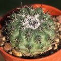 Parodia subterranea LH668 (Collector: Ladislav Horá?ek) Culpina, Potosi, Bolivia