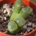 Ophthalmophyllum verrucosum Kouberg, ex Rawe coll. (MG 1808)