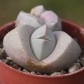 Dinteranthus microspermus Sperlingsputs (MG 1479.6).jpg