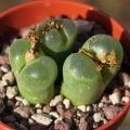 Ophthalmophyllum lydiae Varsputs.jpg