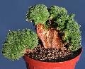 Aeonium tabulaefoeme forma cristata