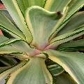 Agave desmetiana ''Joe Hoak''
