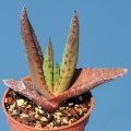 Chuniespoort, Transvaal, South Africa. Juvenile specimen.