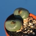 Conophytum globosum 'vanbredai' SB1104 Loerkop, small form, varied flowers.