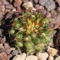 Copiapoa cinerascens N. Chanaral.