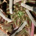 The minuscle leaves are very short living (ephemeral)