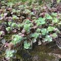 Sedum spurium at Averliaz, France.