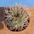 Gymnocalycium weissianum ISI 1705 Cuestada Mivambe, La Rioja, Argentina.