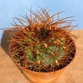 Gymnocalycium weissianum ISI 1705 with wet spines