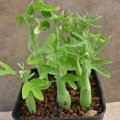 Adenia venenata - 3 months old seedlings.