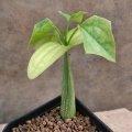 Gerrardanthus lobatus - 3 months old seedling.