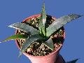 Agave mckelveyana