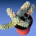 The stems hang down the pot and are closely covered with glaucous-green leaves, fat and packed together.
