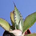 Agave potatorum (Locality: Tlayaco)