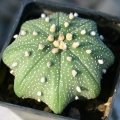 Astrophytum asterias star shape type.