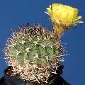Echinopsis (Acanthocalicium) thionantha var. copiapoides.