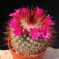 Vivid purple flowers encircle the columns of bright copper-red in late winter and spring, providing a startling contrast.